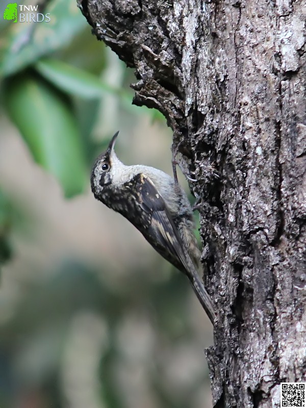 Bar-tailed Treecreeper